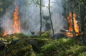 Rapport de l'IGA sur la Prévention et la Lutte contre les Incendies de Forêt dans un contexte d’extension et d’intensification du risque dû au chan...