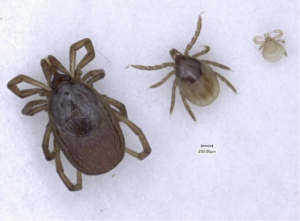 Prevention de la borréliose ou maladie de Lyme lors de morsure par une tique